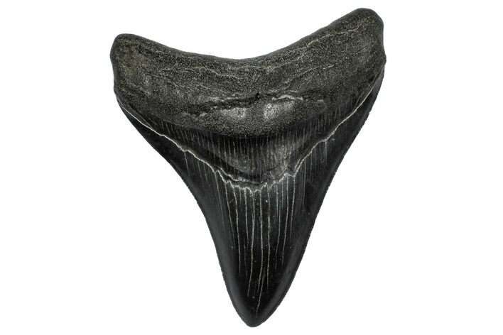 Fossil Megalodon Tooth - South Carolina #344634